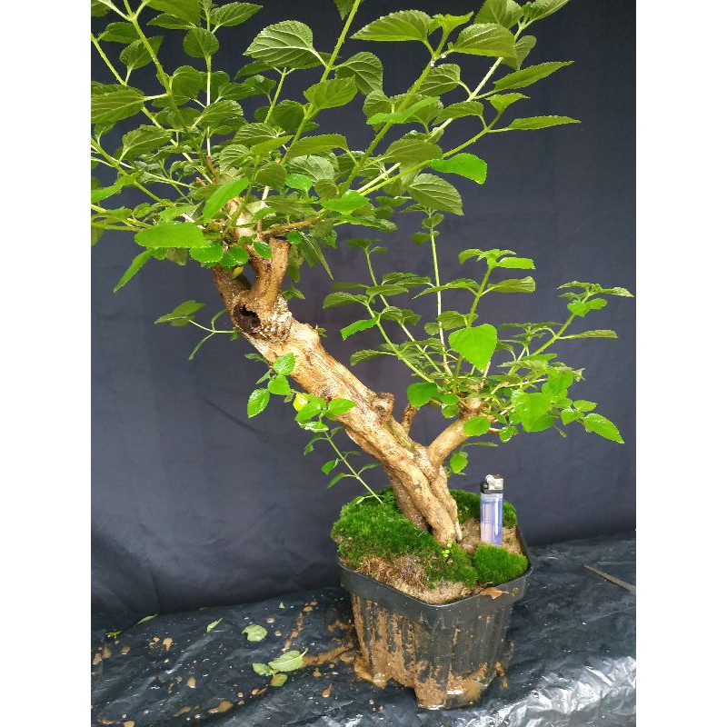 BONSAI LANTANA BERKARAKTER / BONSAI LANTANA MURAH / BONSAI TERBAIK / TAMAN / BAHAN BONSAI LANTANA