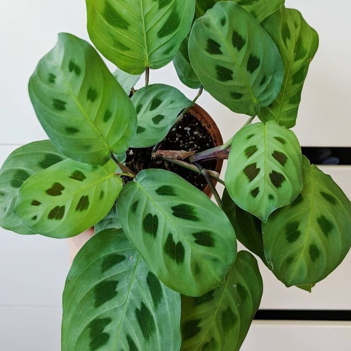 Tanaman Hias Calathea - calatea - tanaman indoor