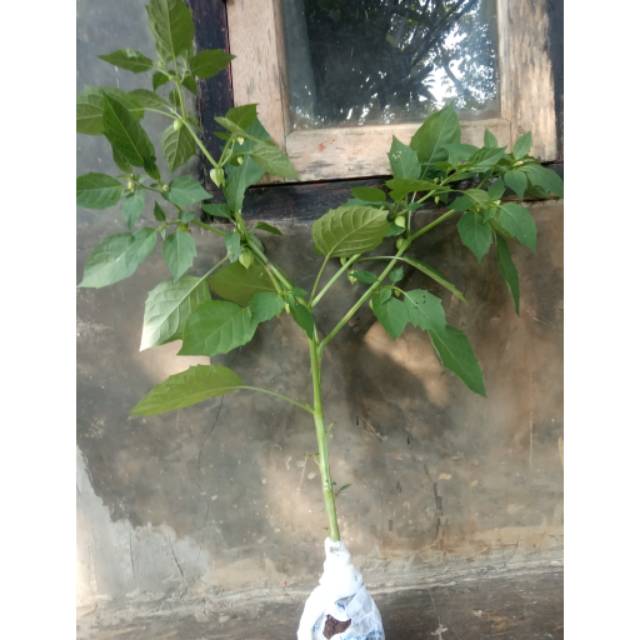 Pohon ciplukan pohon obat