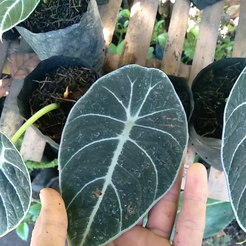 alokasia black vekvet 1 daun