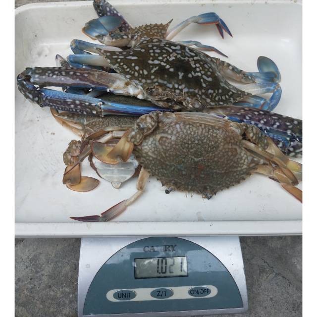

Rajungan 1 KG