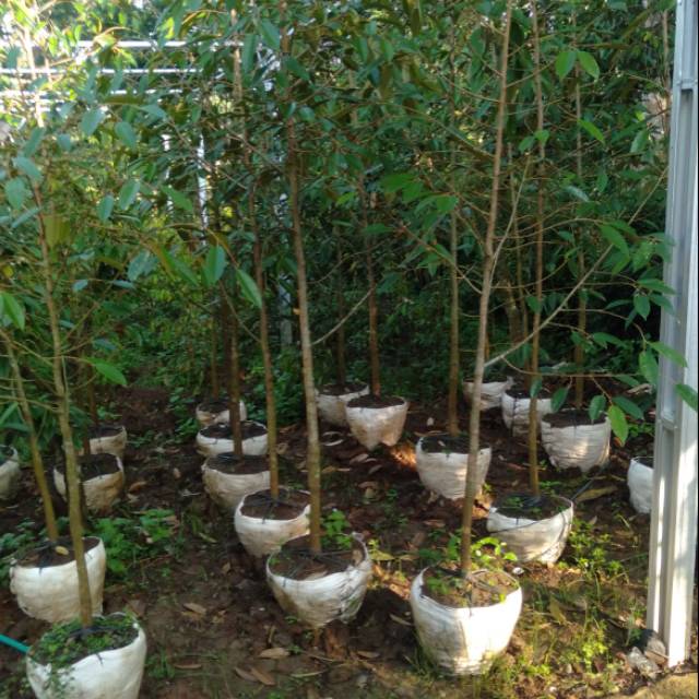 Bibit durian bawor tinggi 2 meter asli banyumas