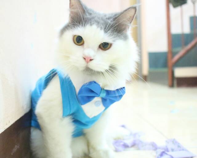 Kaos tuxedo baby blue untuk kucing dan anjing / baju kucing anjing size S M L XL