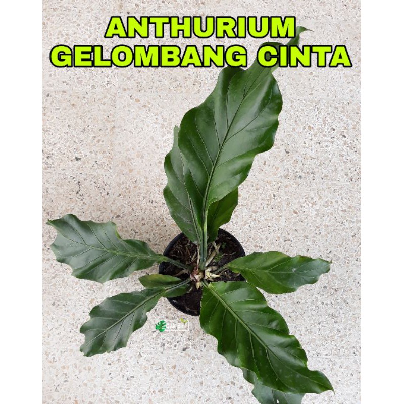 ANTHURIUM GELOMBANG CINTA ( DEWASA )