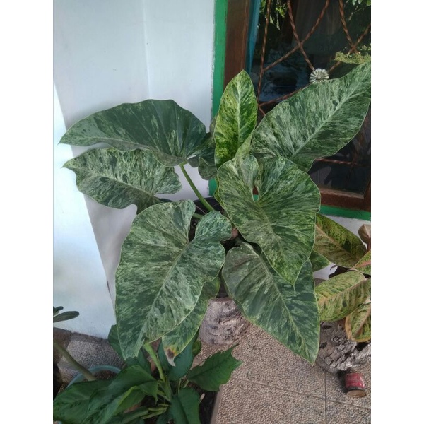 Giganteum Varigata / Philodendron Marble Variegata