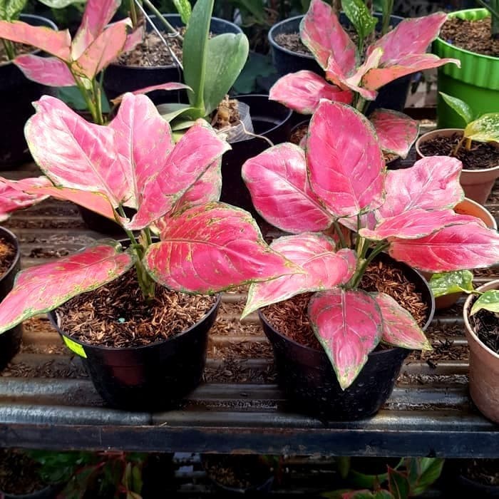 Aglonema red anjamani Murah