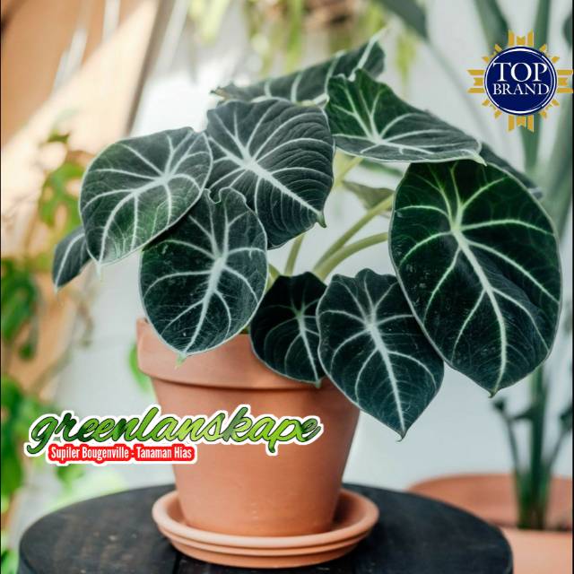 Tanaman hias alocasia black velvet ninja