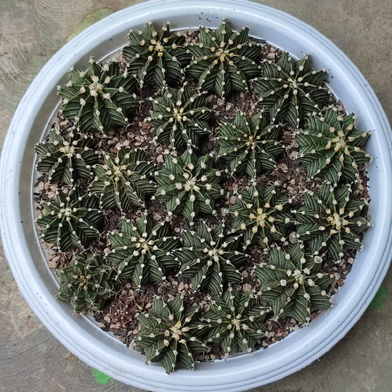 Kaktus Gymnocalycium LB 2178/ Gymno Miha ownroot