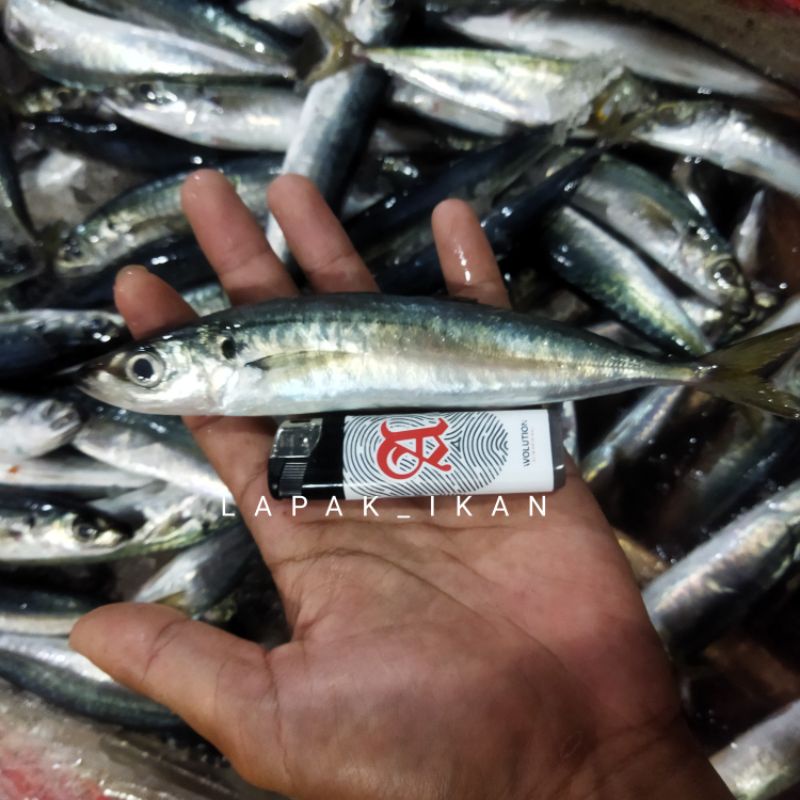 

Ikan Layang Baby Segar 1~Kilogram