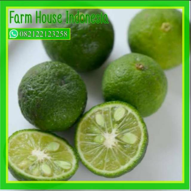 

Perfect Vegetables jeruk limau / limo 100 gram