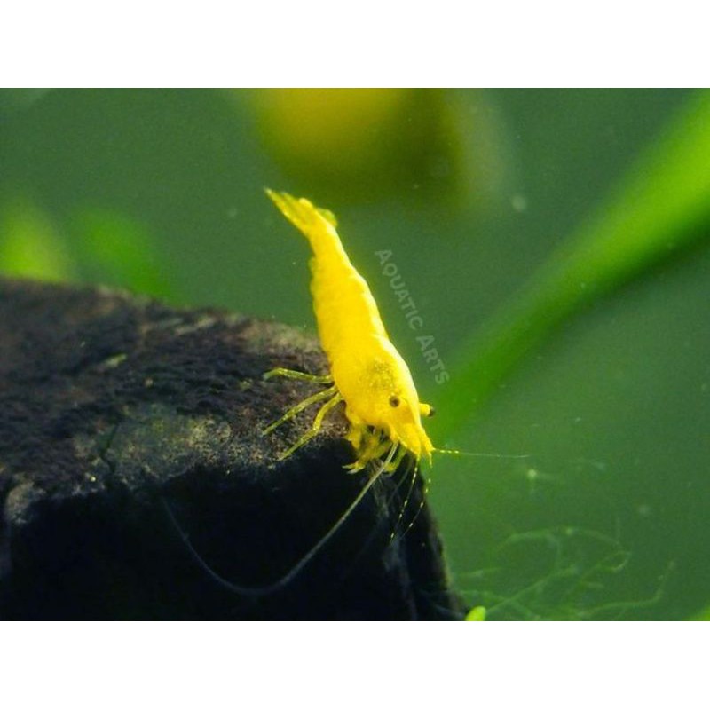 

yellow shrimp