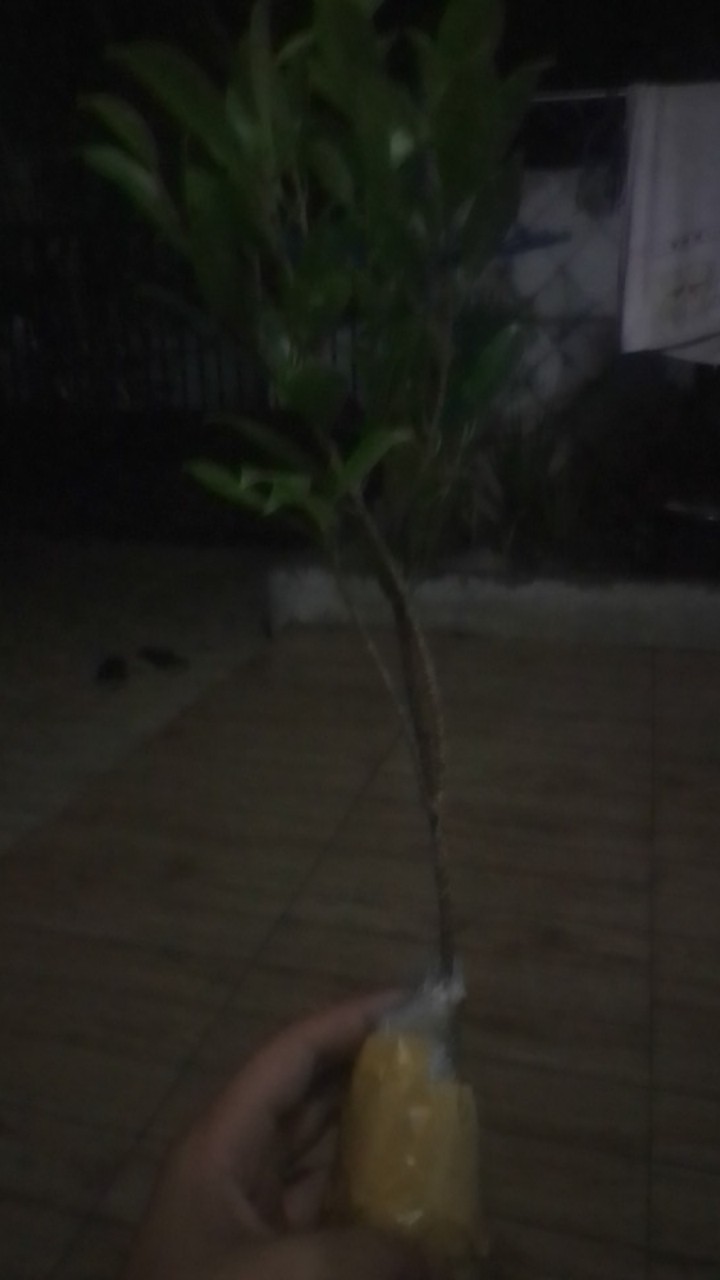 Bibit Beringin Kimeng Bahan Bonsai
