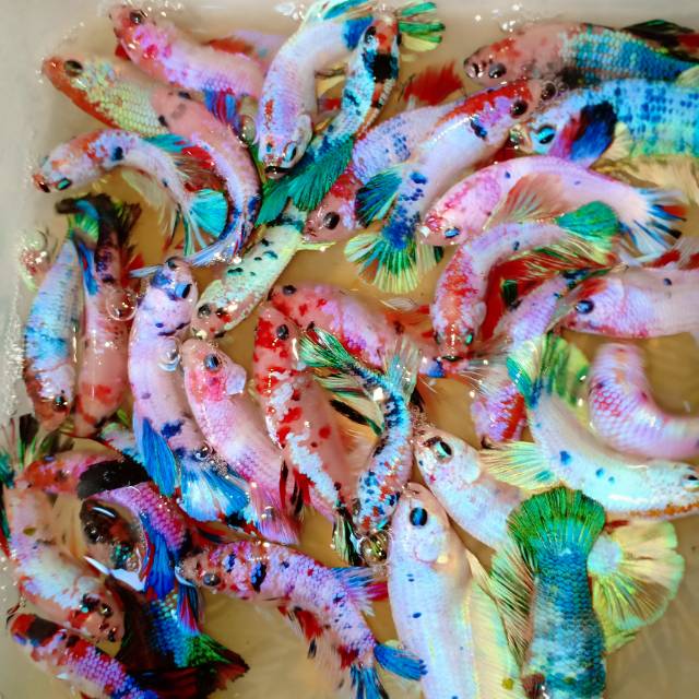 Ikan Cupang Hias Fancy Marble Fancy Koi Shopee Indonesia