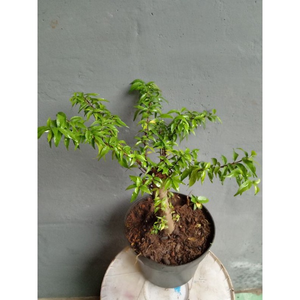 Tanaman hias bahan bonsai Anting putri mikro ukuran L