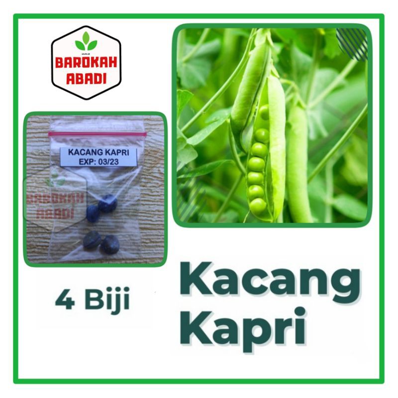 4 Biji - Benih Bibit Kacang Kapri Taichung No 11 Benih Sayuran F1 Hibrida Known You Seed Tanaman