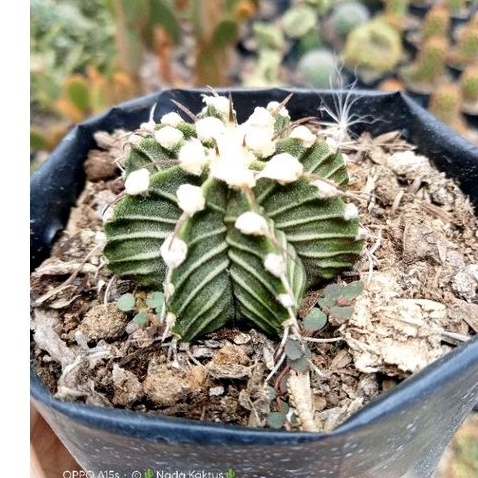 Kaktus gymnocalycium LB Vos/kaktus ownroot/kaktus pasaman/kaktus murah