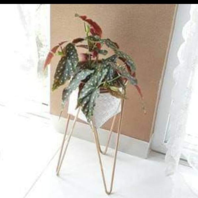 standing pot model kaki v tinggi 50 bonus pot