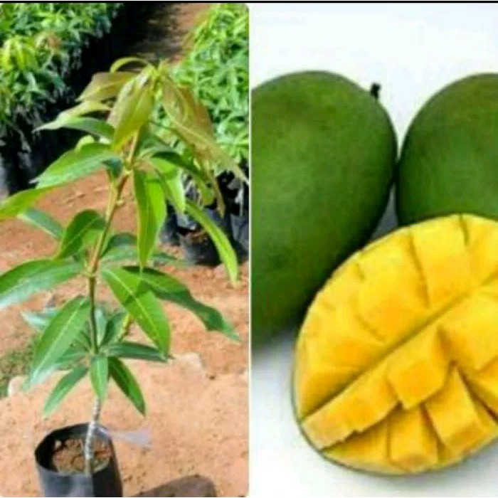Bibit buah mangga manis indramayu