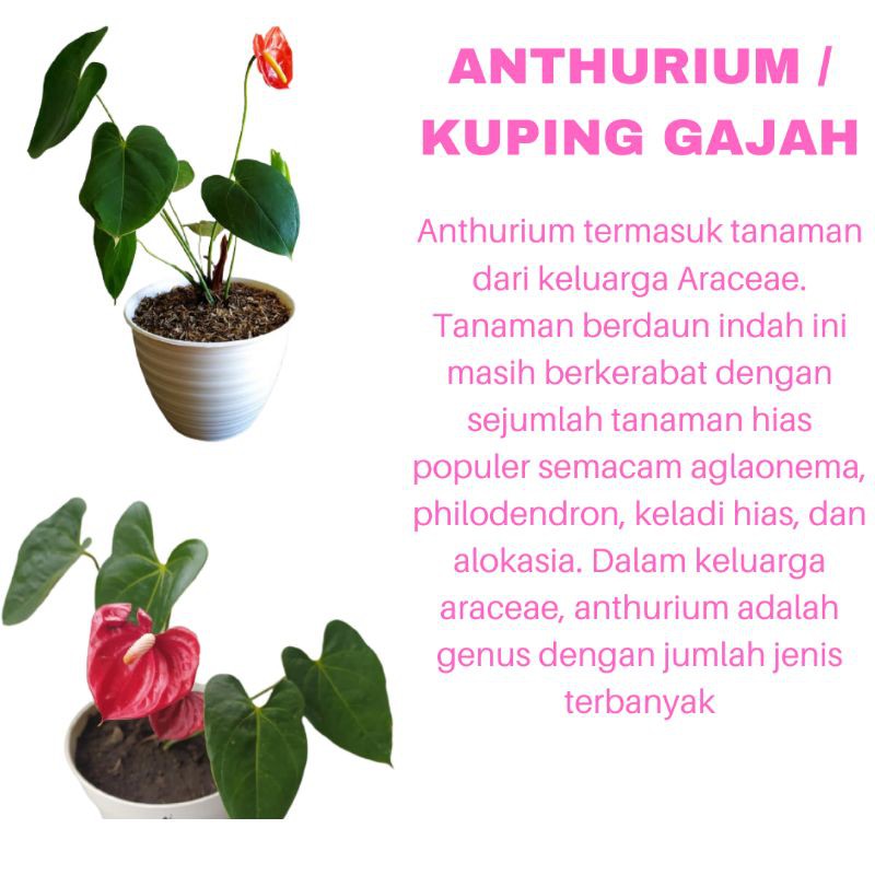 PROMO TANAMAN HIAS BUNGA ANTHURIUM KUPING GAJAH KUALITAS SUPER WARNA MERAH | MURAH | COD