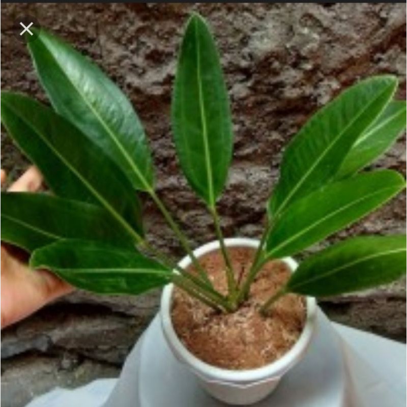 anthurium maricense mayo / anthurium golok