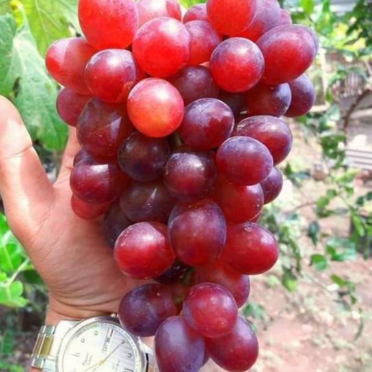 BIBIT ANGGUR IMPORT NINEL (asli grafting) (bibit anggur stek/grafting) bibit anggur murah