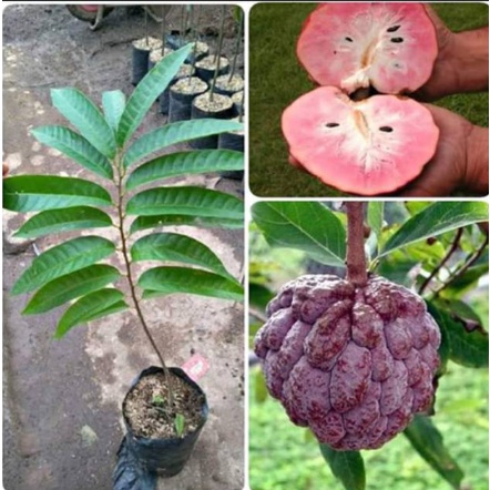 Bibit Srikaya Merah Super Terlaris~~~