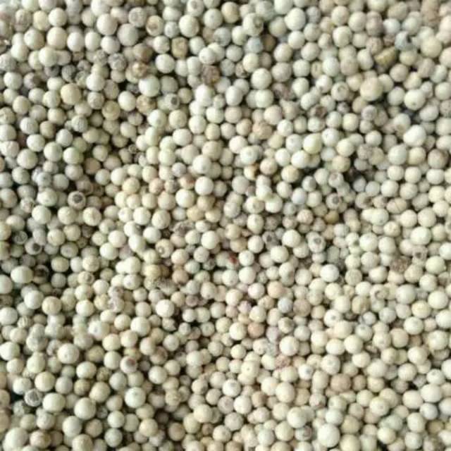 

Lada Bangka Selatan / Toboali / 100 Gram