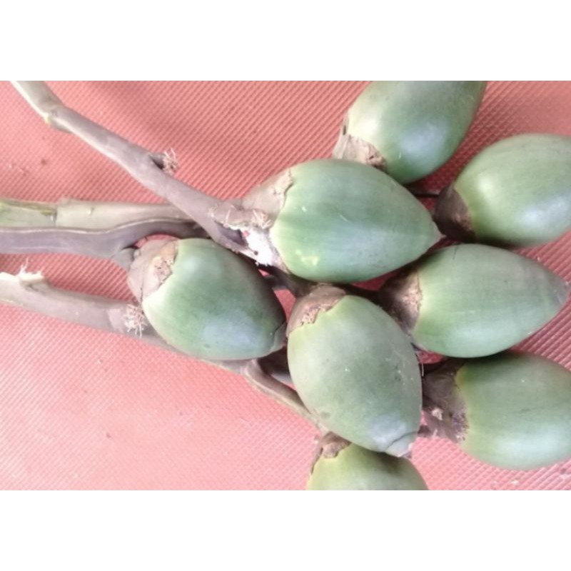 

(READY) Buah Pinang Muda Jambe (1KG)