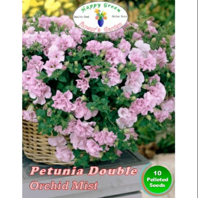Benih Biji Bunga Petunia Double Cascade