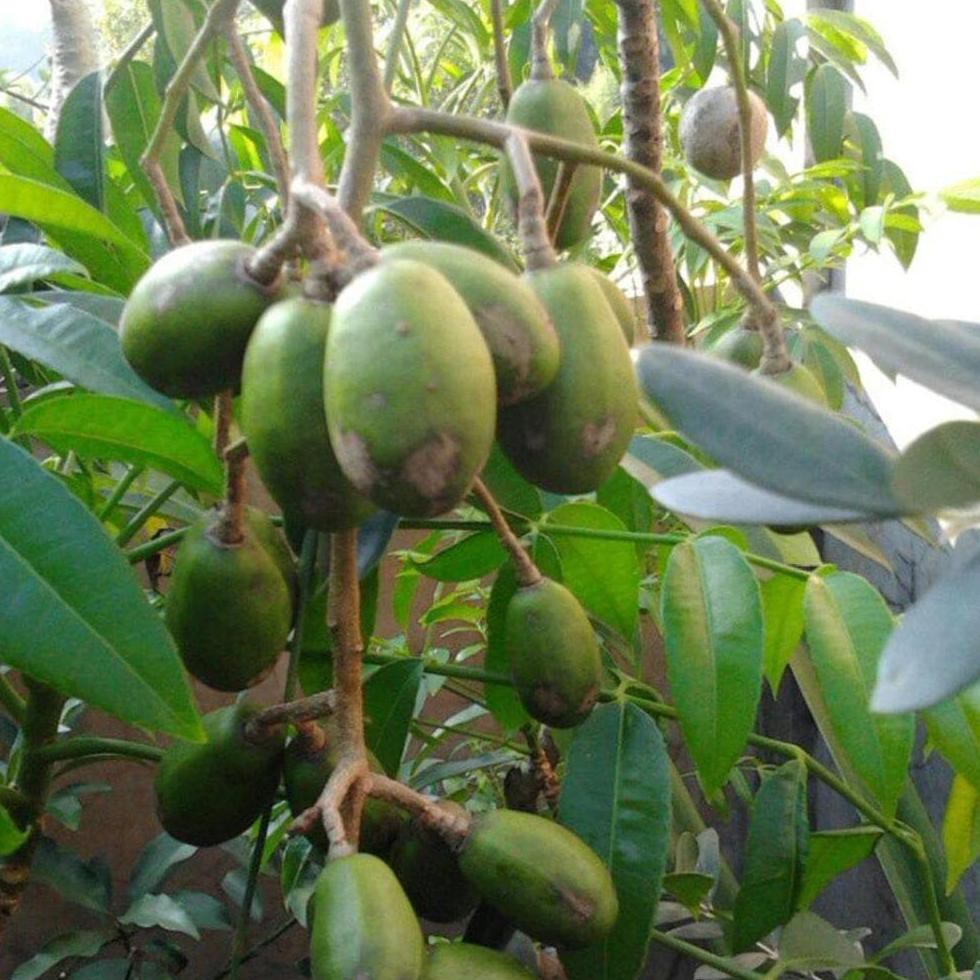 Bibit Kedondong Mini Genjah Dan Berbuah Lebat Ibr