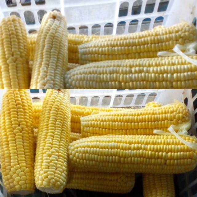 

Jagung