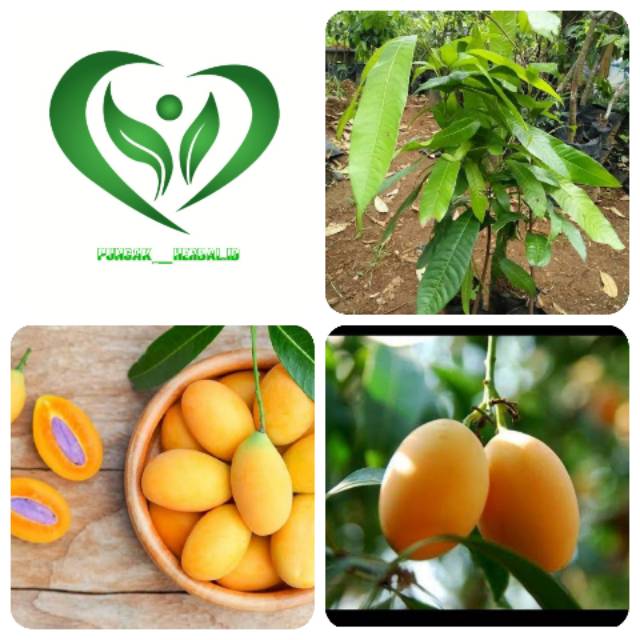 Bibit tanaman gandaria pohon gandaria