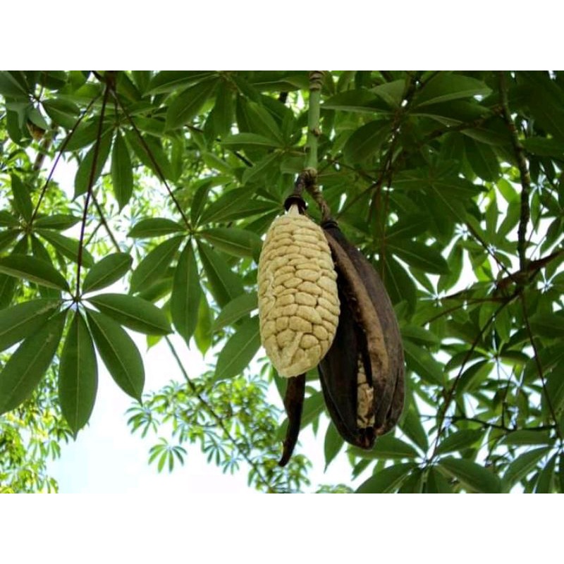 

daun randu atou daun kapuk 500gram fres