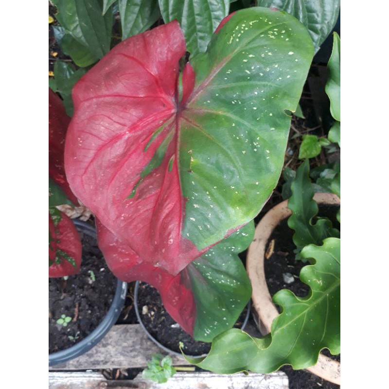 caladium baret