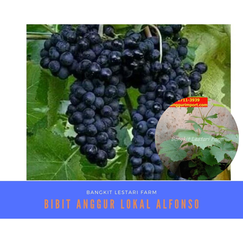 Bibit Anggur Lokal Alfonso, Bibit Anggur Lokal, Pohon Anggur Lokal