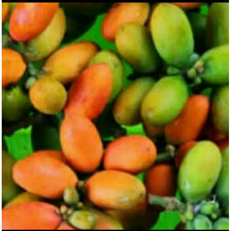 

Puri Segar Shop, Biji Melinjo 100 Gram