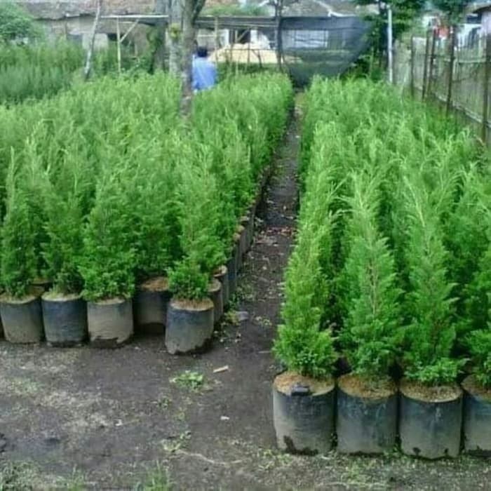 Bibit Pohon Cemara Lilin Tanaman Natal/ Pohon Cemara