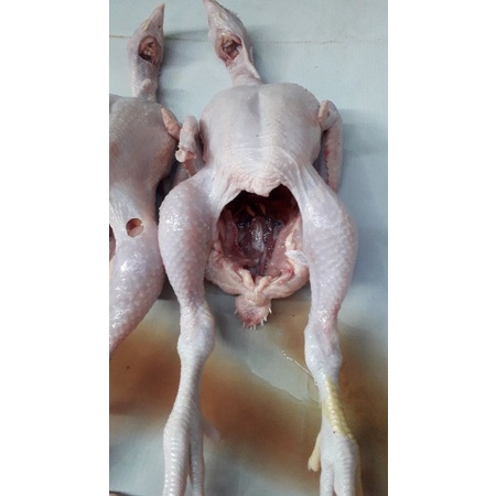 

ayam sedang ukuran pecel lele 1ekor