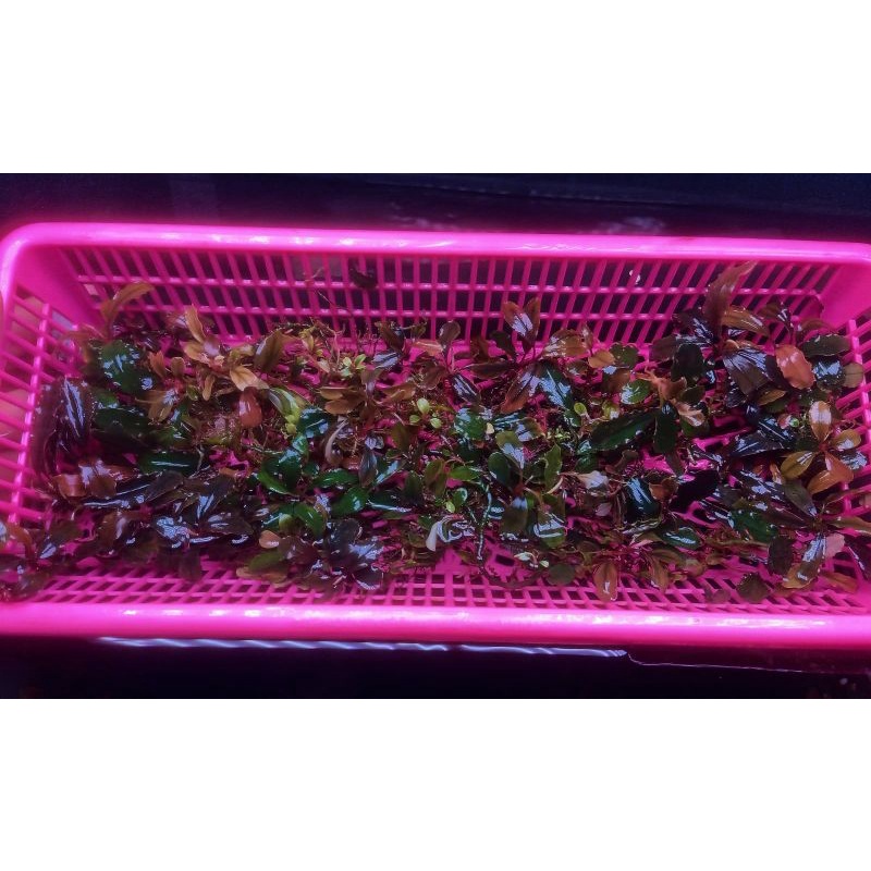 BUCEPHALANDRA BROWNIE PERKERANJANG