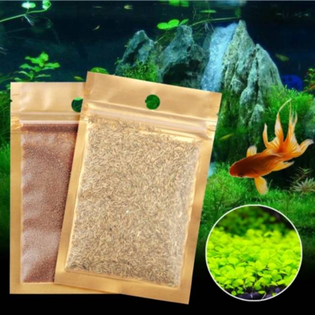 Biji Benih Bibit Rumput Tanaman Aquascape Carpet Seed Benih Bibit Rumput Aquarium