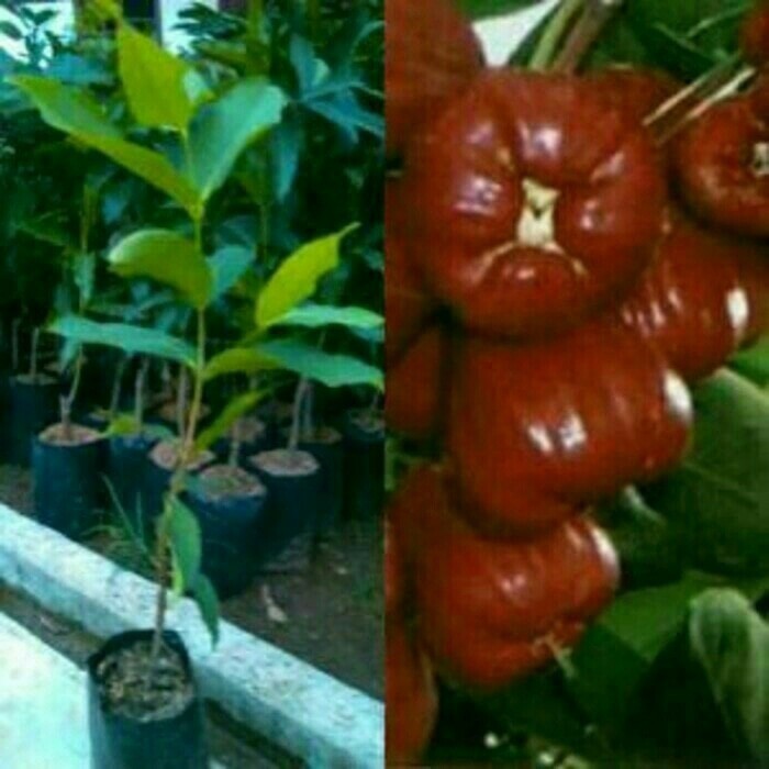 Bibit Jambu Madu Merah
