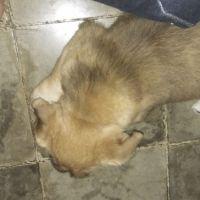 Kalung Rantai Dengan Tali Rantai Untuk Anjing Ukuran Besar