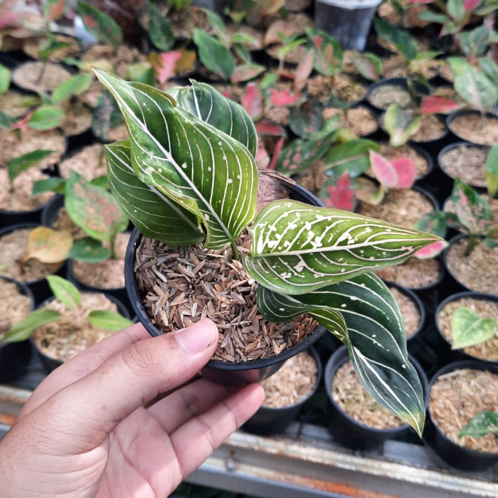 aglonema siti nurhaliza