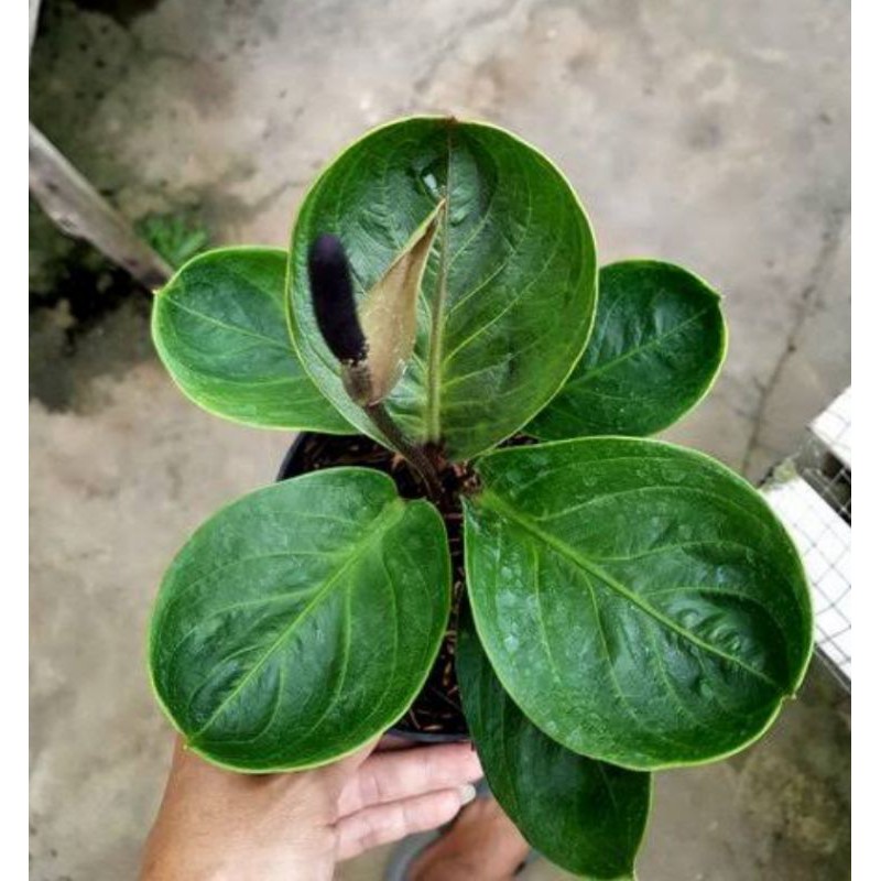 Tanaman hias anthurium jemani mangkok "superbowl" - anthurium jemani superbowl - anthurium