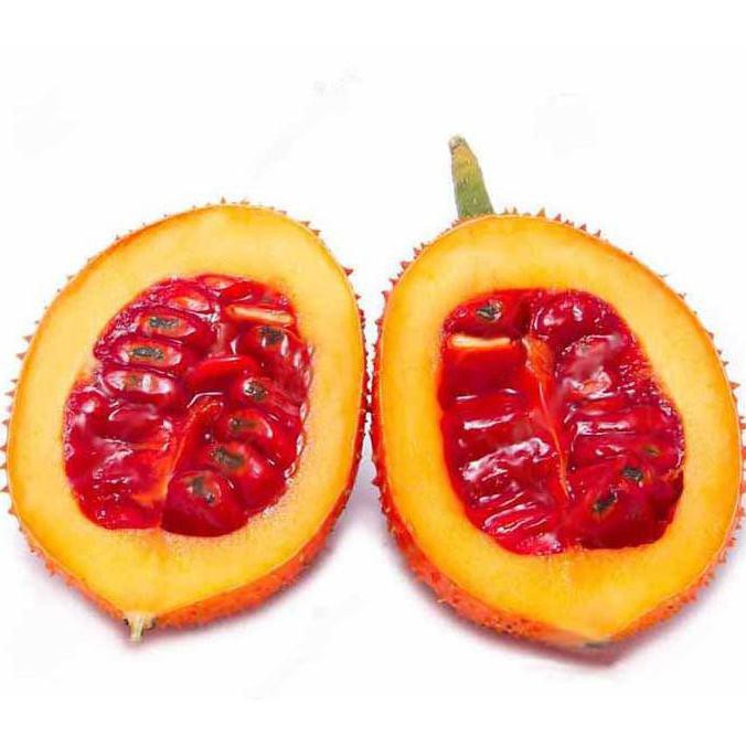 Laris Bibit Pohon Buah Gac Fruit Kw1