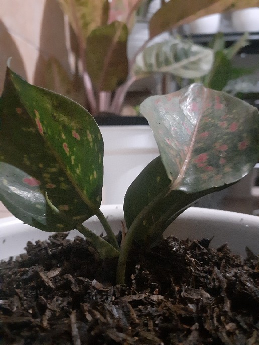 Tanaman Hias Aglonema Venus