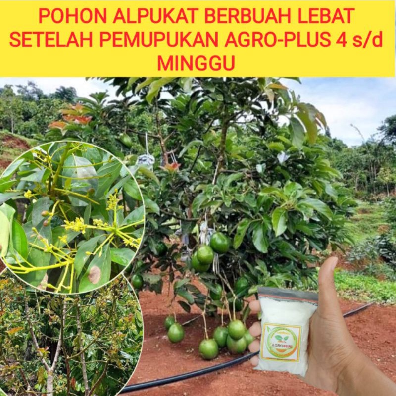 Pupuk buah Agro Plus /Pupuk Ajaib/pupuk agroPLUS buah Petani/pupuk bunga/pupukalpukat/booster/pupuk 