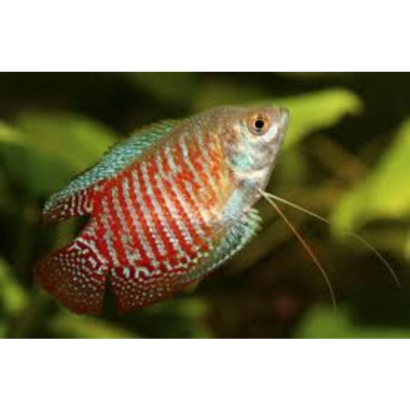 Dwarf Gourami