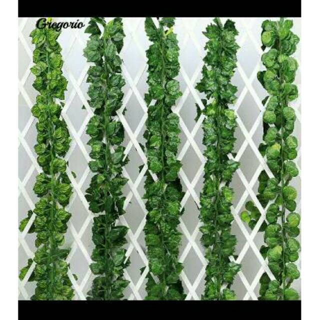 Daun jalar | daun rambat | daun hias | daun palsu kecil
