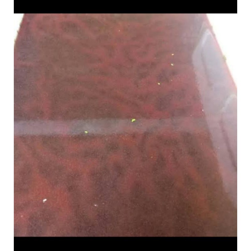 kutu air pakan ikan cupang